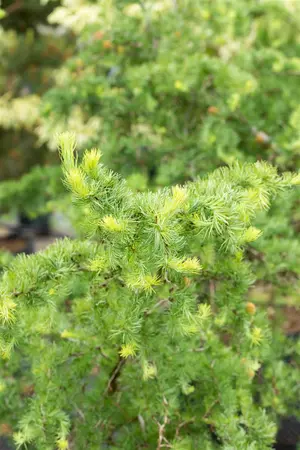 Larix kaempf. 'Diana' - 90 CM STEM C15 - image 3