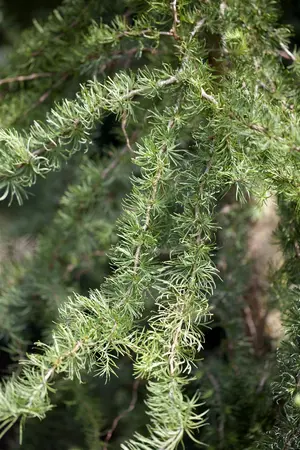 Larix kaempf. 'Diana' - 1/2 STDS C15 - image 2