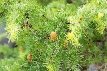 Larix kaempf. 'Diana' - 90 CM STEM C10 - image 4