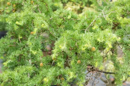 Larix kaempf. 'Diana' - 90 CM STEM C15 - image 5