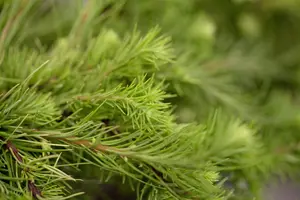 Larix kaempf. 'Grey Pearl' - 90 CM STEM C15 - image 5
