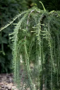 Larix kaempf. 'Stiff Weeper' - 120 CM STEM C10 - image 3