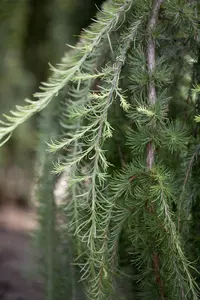 Larix kaempf. 'Stiff Weeper' - 120 CM STEM C10 - image 4