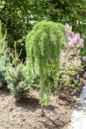 Larix kaempf. 'Stiff Weeper' - STD 8-10 CM CONT - image 1