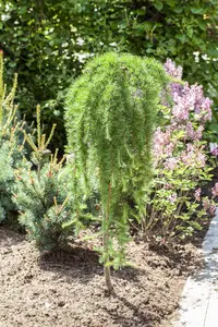 Larix kaempf. 'Stiff Weeper' - STD 8-10 CM CONT     - image 1