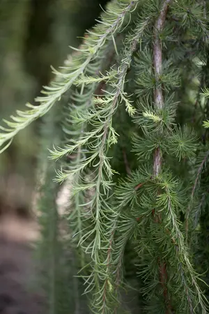 Larix kaempf. 'Stiff Weeper' - STD 8-10 CM CONT - image 4