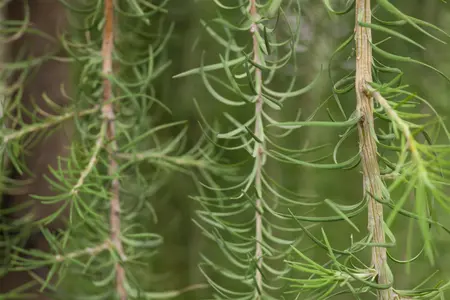 Larix kaempf. 'Stiff Weeper' - 180 CM STAM C12 - image 2