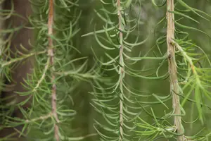Larix kaempf. 'Stiff Weeper' - STEM 180 CM, GIRTH 8-10 CM C20 - image 2