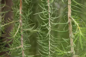 Larix kaempf. 'Stiff Weeper' - 1/2 STDS BR - image 2