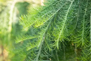 Larix kaempf. 'Stiff Weeper' - 120 CM STEM C10 - image 5