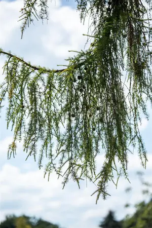Larix kaempf. 'Varley Pendula' - 90 CM STEM C10 - image 5