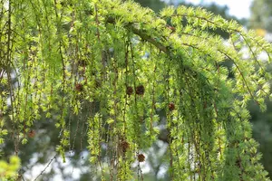 Larix kaempf. 'Varley Pendula' - 90 CM STEM C10 - image 2