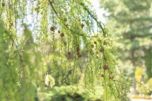 Larix kaempf. 'Varley Pendula' - 90 CM STEM C10 - image 3