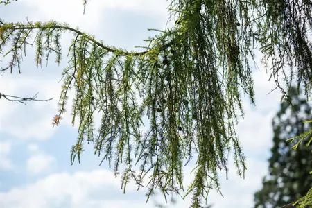 Larix kaempf. 'Varley Pendula' - 90 CM STEM C10 - image 4