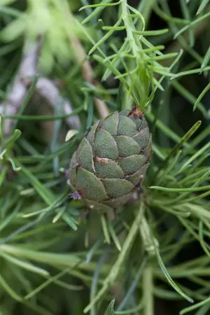 Larix kaempferi - S- shape C20 - image 5