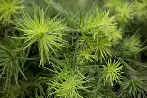Larix kaempferi - 250-300 CM CONT - image 4