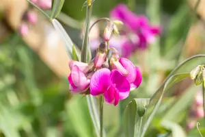 Lathyrus latifolius