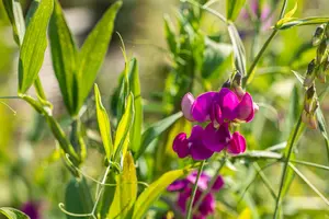 Lathyrus latifolius 'Pink Pearl'