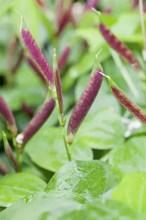 Lathyrus vernus - P9 - image 2