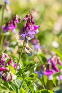 Lathyrus vernus - P9 - image 4