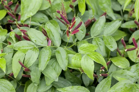 Lathyrus vernus - P9 - image 1
