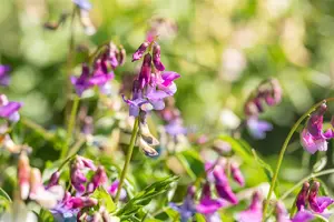Lathyrus vernus - P9 - image 3