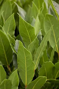 Laurus nobilis - P75/375 CM PYR - image 5