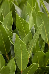 Laurus nobilis - P45/120 total/ 65 head - image 1