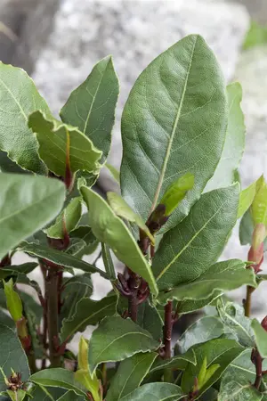 Laurus nobilis - P45/120 total/ 65 head - image 3