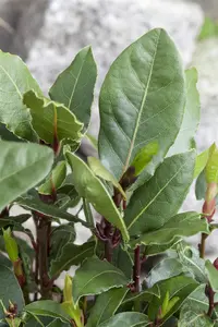 Laurus nobilis - P45/120 total/ 65 head - image 3