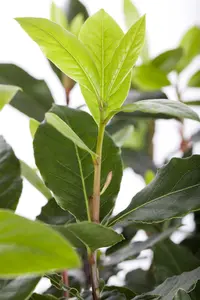 Laurus nobilis - CILINDER H 245-250 CM W 120 CM C500 - image 2