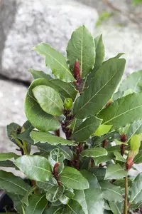 Laurus nobilis - CILINDER H 245-250 CM W 120 CM C500 - image 4