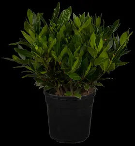 Laurus nobilis