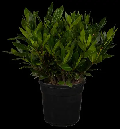 Laurus nobilis - P45/240 CM PYR - image 1