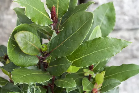 Laurus nobilis - 120 CM BALL C240 - image 5