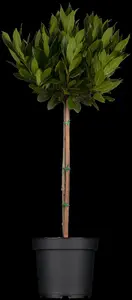 Laurus nobilis - 60-80 CM C3 - image 2