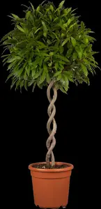 Laurus nobilis - P45/220 CM PYR - image 3