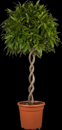 Laurus nobilis - P75/350 CM PYR - image 3