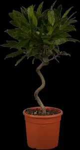Laurus nobilis - P45/220 CM PYR - image 4