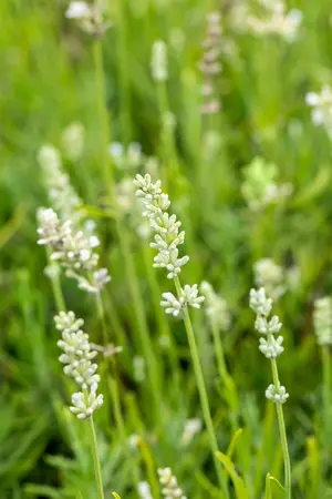 Lavandula ang. 'Arctic Snow' - 2 Ltr pot - image 5