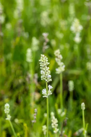 Lavandula ang. 'Arctic Snow' - 7.5 Ltr pot - image 4