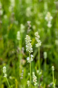 Lavandula ang. 'Arctic Snow' - 7.5 Ltr pot - image 4