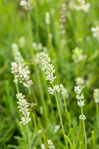Lavandula ang. 'Arctic Snow' - 7.5 Ltr pot - image 5