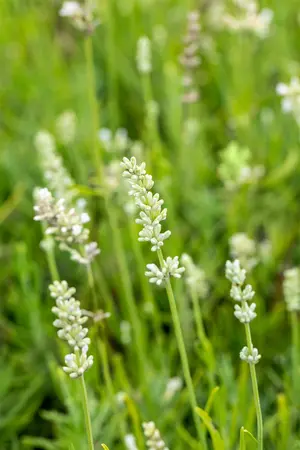 Lavandula ang. 'Arctic Snow' - PLUG/CELGROWN 100 CEL TRAY - image 5