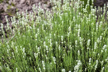 Lavandula ang. 'Arctic Snow' - 7.5 Ltr pot - image 1