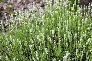 Lavandula ang. 'Arctic Snow'