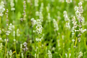 Lavandula ang. 'Arctic Snow' - 7.5 Ltr pot - image 2
