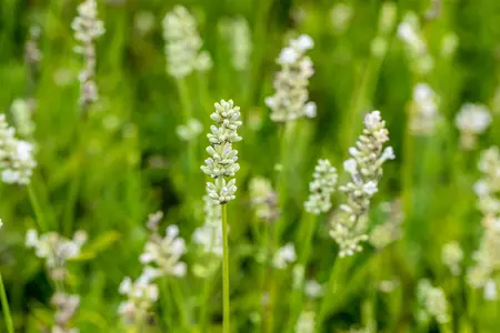Lavandula ang. 'Arctic Snow' - 7.5 Ltr pot - image 3
