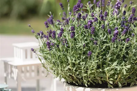 Lavandula ang. 'Dwarf Blue' - LINERS 18 CEL TRAY P9 SIZE - image 1