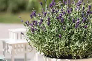 Lavandula ang. 'Dwarf Blue' - LINERS 18 CEL TRAY P9 SIZE - image 1